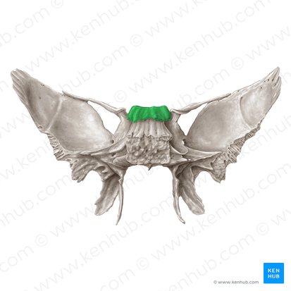 Dorsum sellae ossis sphenoidalis (Sattellehne des Keilbeins); Bild: Samantha Zimmerman