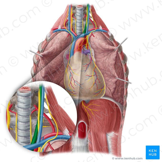Left common carotid artery (Arteria carotis communis sinistra); Image: Yousun Koh