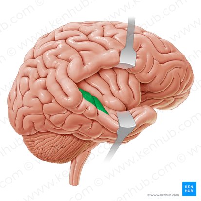 Primary auditory area (Area auditoria primaria); Image: Paul Kim