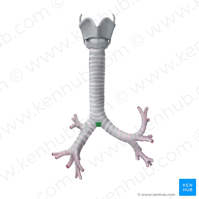 Carina of trachea (Carina tracheae); Image: Begoña Rodriguez