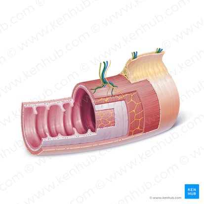 Arteria (Arterie); Bild: Paul Kim