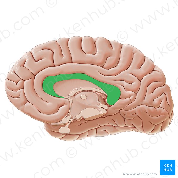 Corpus callosum; Image: Paul Kim