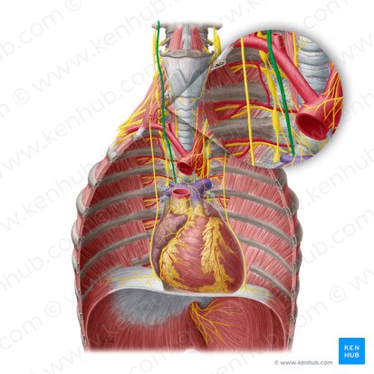 Right vagus nerve (Nervus vagus dexter); Image: Yousun Koh