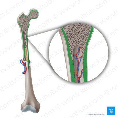 Compact bone (Textus osseous compactus); Image: Paul Kim