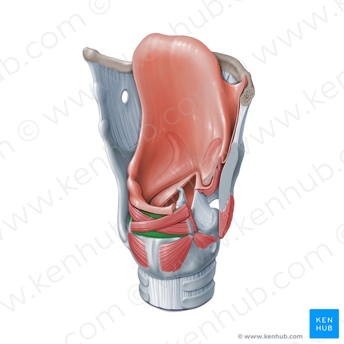 Musculus arytenoideus transversus (Querer Stellknorpelmuskel); Bild: Paul Kim