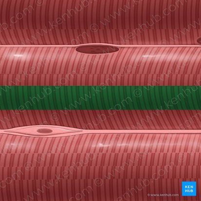 Myofibril (Myofibrilla); Image: Tal Bavli Ziv