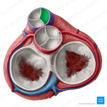 Right semilunar leaflet of pulmonary valve (Valvula semilunaris dextra valvae trunci pulmonalis); Image: Yousun Koh