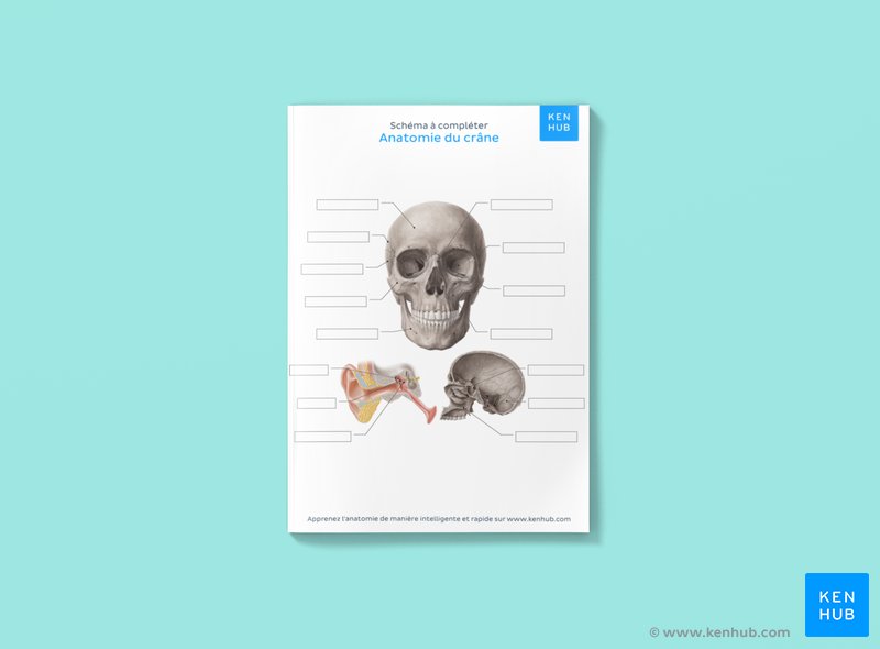 Fiche de travail PDF sur l’annotation du crâne antérieur ci-dessous.