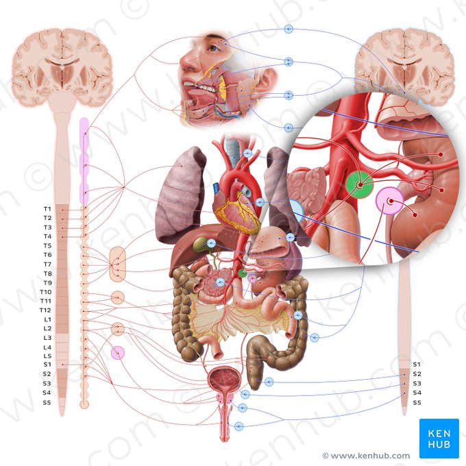 Aorticorenal ganglia (Ganglia aorticorenalia); Image: Paul Kim