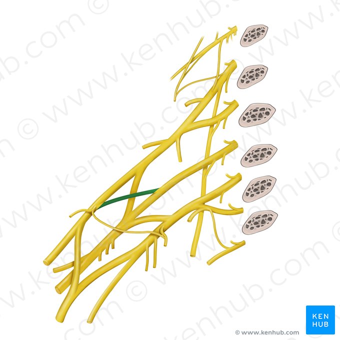 Anterior division of middle trunk of brachial plexus (Divisio anterior trunci medii plexus brachialis); Image: Begoña Rodriguez
