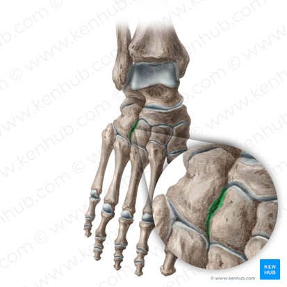 Cuneocuboid joint (Articularis cuneocuboidea); Image: Liene Znotina