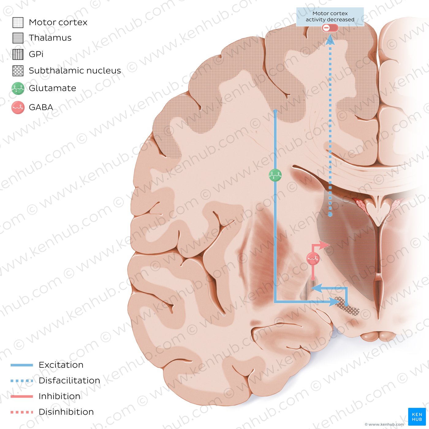 Hyperdirect pathway of the basal ganglia
