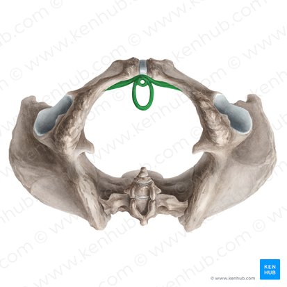 Esfíncter uretral externo (feminino) (Musculus sphincter externus urethrae femininae); Imagem: Liene Znotina