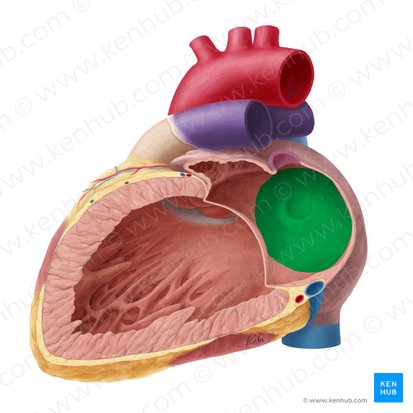 Interatrial septum (Septum interatriale); Image: Yousun Koh