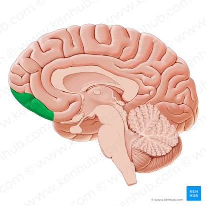 Orbitofrontal cortex (Cortex orbitofrontalis); Image: Paul Kim