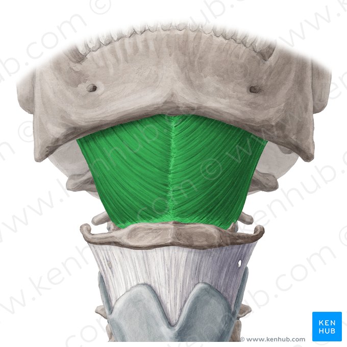 Mylohyoid muscle (Musculus mylohyoideus); Image: Yousun Koh