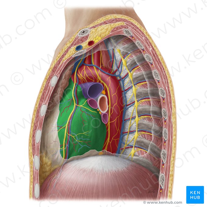 Pericardium; Image: Yousun Koh