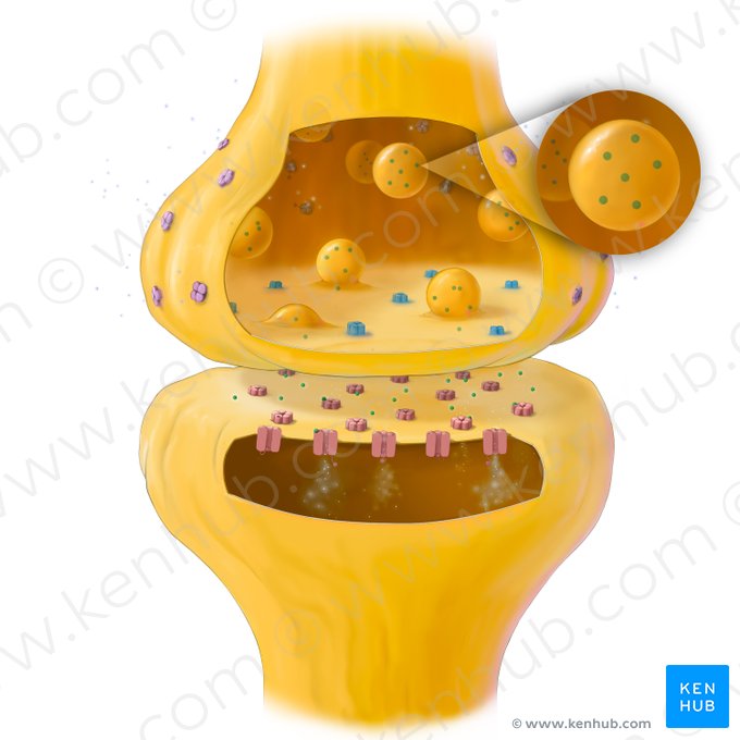 Neurotransmitters (Neurotransmittens); Image: Tal Bavli Ziv