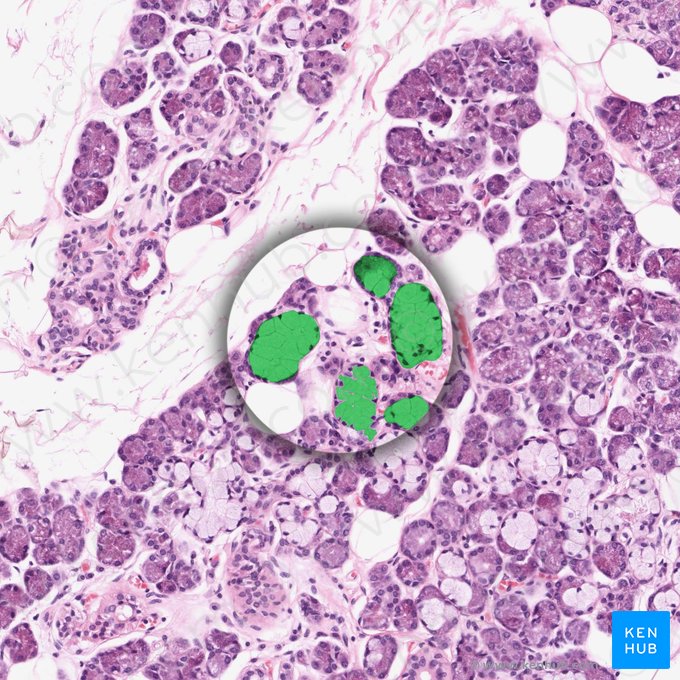 Mucous acinous (Acinus mucosus); Image: 