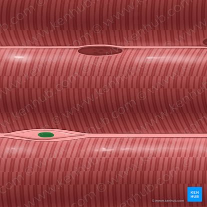 Fibroblast nucleus (Nucleus fibroblasti); Image: Tal Bavli Ziv