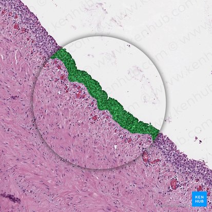 Urothelium (Urothel); Bild: 