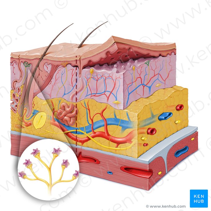 Complejo táctil epitelial (Complexus epithelialis tactus); Imagen: Paul Kim