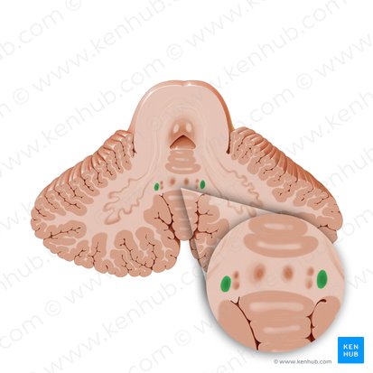 Emboliform nucleus (Nucleus emboliformis); Image: Paul Kim