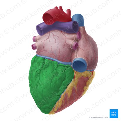 Left ventricle of heart (Ventriculus sinister cordis); Image: Yousun Koh