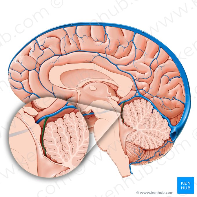 Vena superior cerebelli (Obere Kleinhirnvene); Bild: Paul Kim