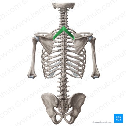 Musculus rhomboideus minor (Kleiner Rautenmuskel); Bild: Yousun Koh