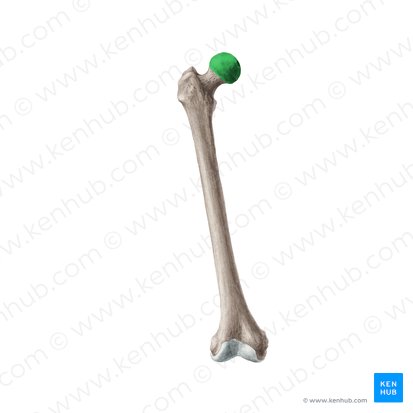 Head of femur (Caput ossis femoris); Image: Liene Znotina