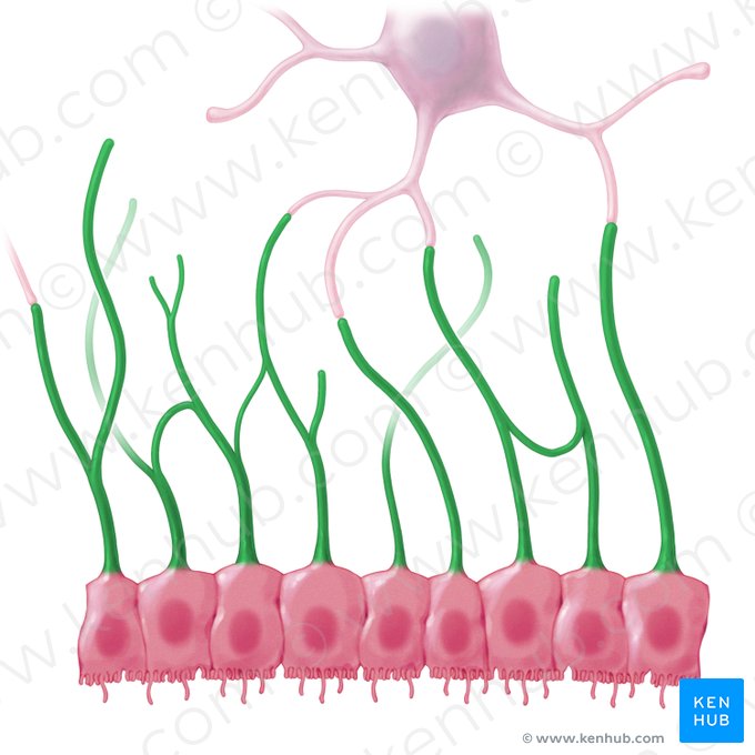 Proceso basal de la célula ependimaria (Processus basales ependymocyti); Imagen: Paul Kim