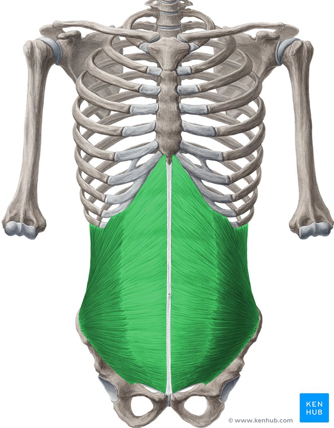 Abdomen - ventral view