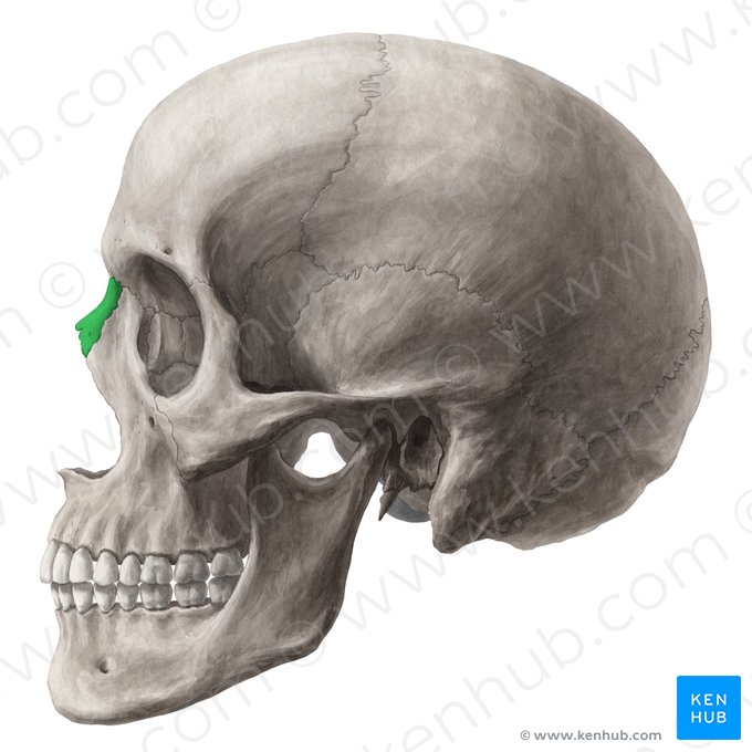 Nasal bone (Os nasale); Image: Yousun Koh