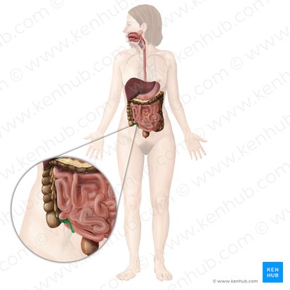 Appendix vermiformis (Wurmfortsatz); Bild: Begoña Rodriguez