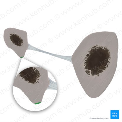 Anterior border of fibula (Margo anterior fibulae); Image: Tal Bavli Ziv
