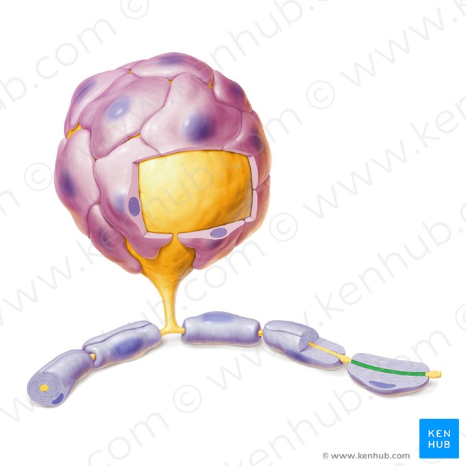 Segmento internodal del axón (Segmentum internodale); Imagen: Paul Kim