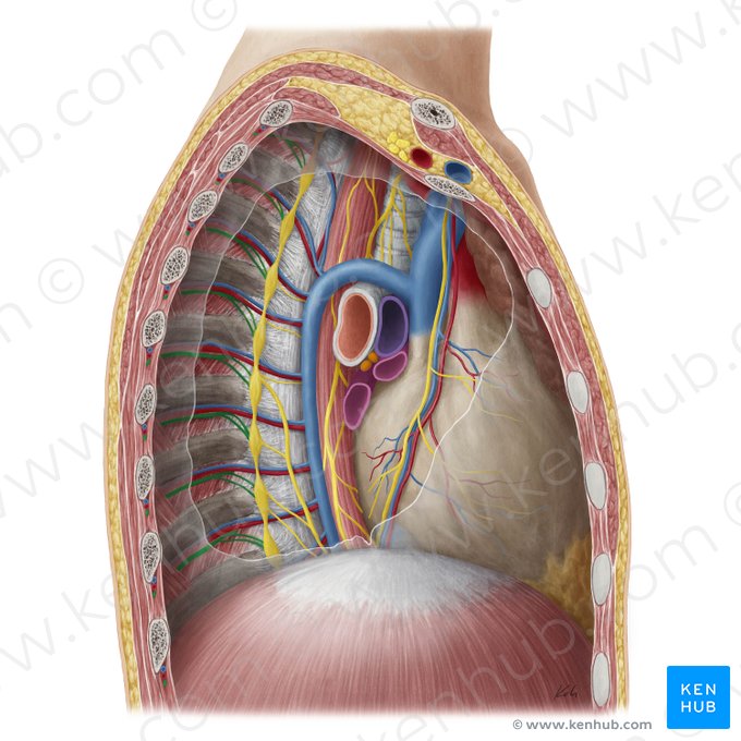 Intercostal nerve (Nervus intercostalis); Image: Yousun Koh