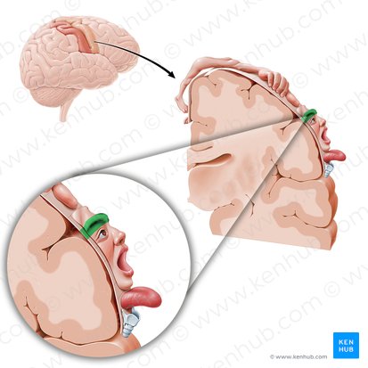 Corteza motora de las cejas (Cortex motorius regionis supercilii); Imagen: Paul Kim
