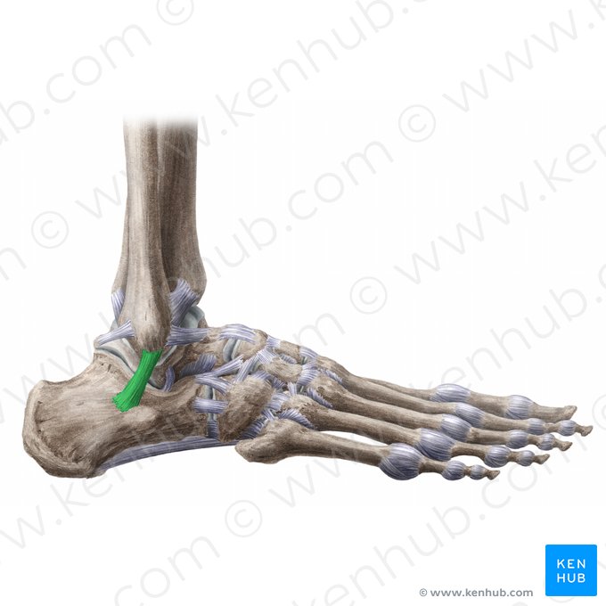 Ligamentum calcaneofibulare (Fersenbein-Wadenbein-Band); Bild: Liene Znotina