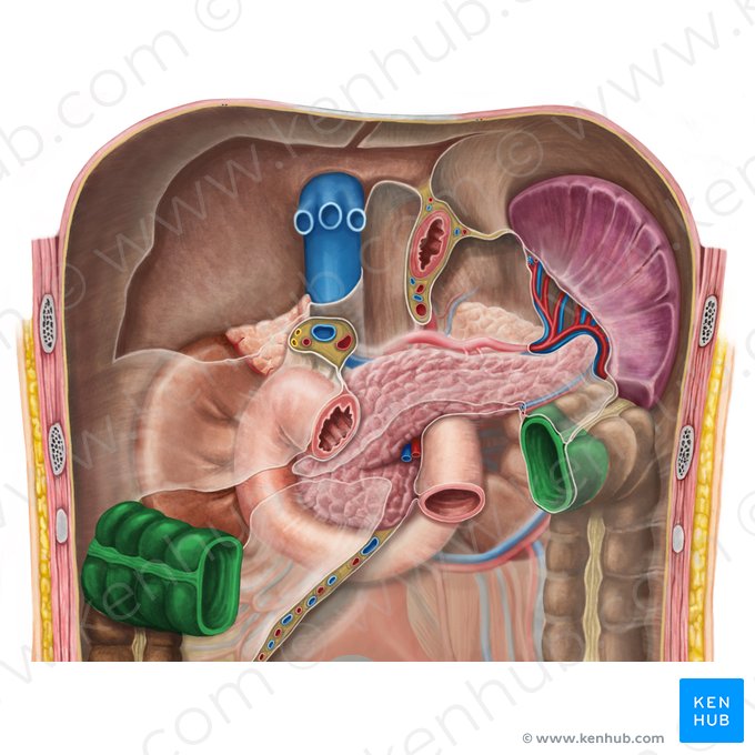 Transverse colon (Colon transversum); Image: Irina Münstermann