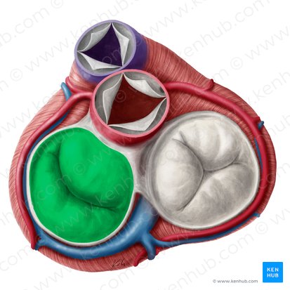 Valva atrioventricular izquierda (Valva atrioventricularis sinistra); Imagen: Yousun Koh