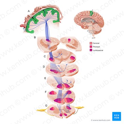 Córtex motor (Cortex motorius); Imagem: Paul Kim