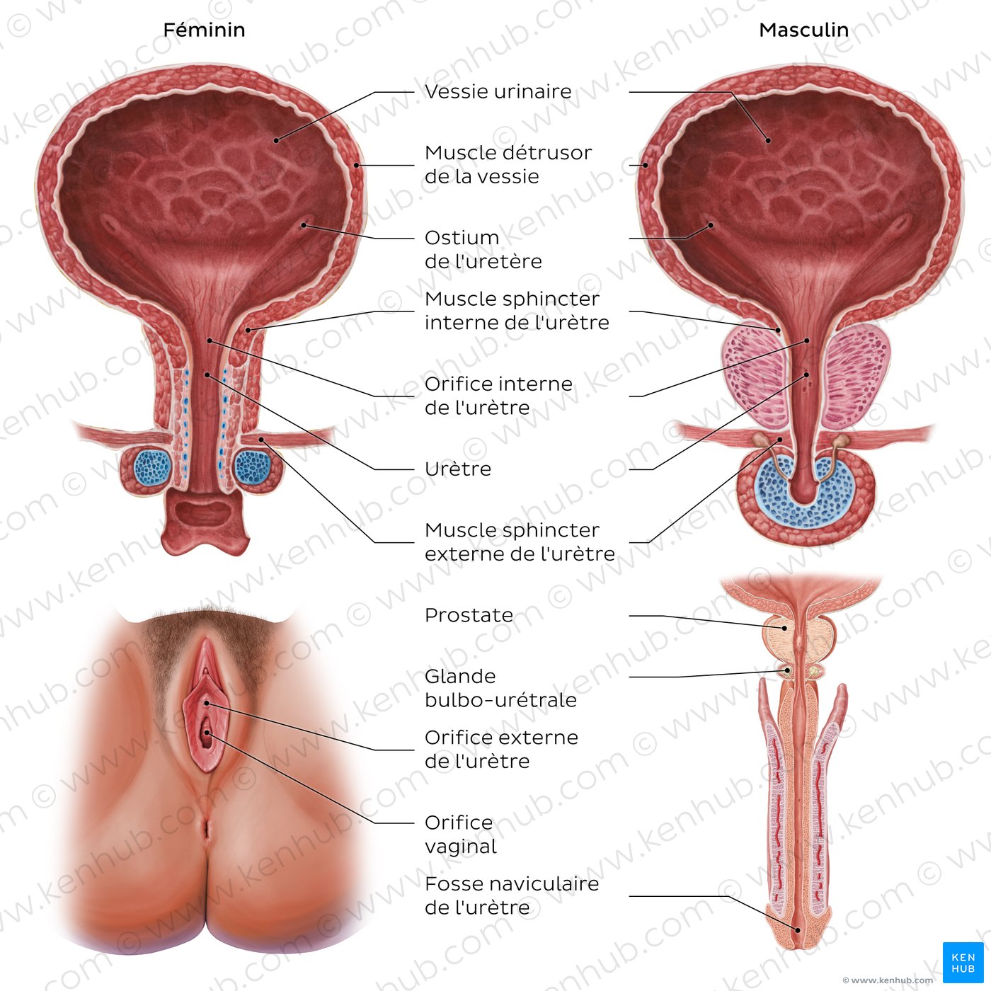 Pelvic urinary system labeled
