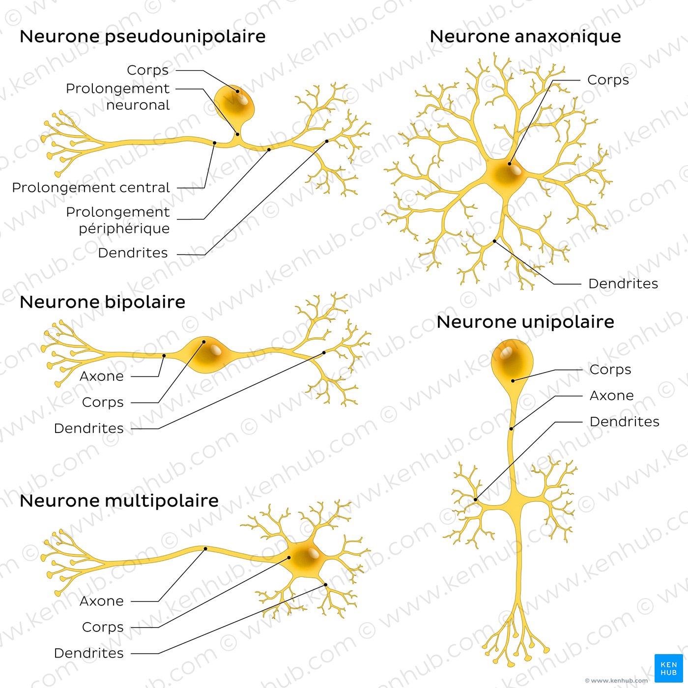 An image showing 5 types of neurons (pseudounipolar, bipolar, multipolar, anaxonic, unipolar).