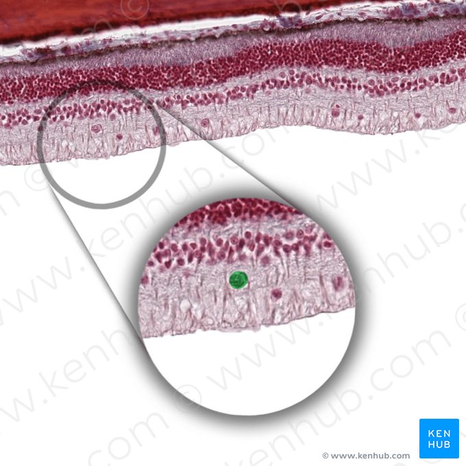 Radial glial cell (Gliocytus radialis); Image: 