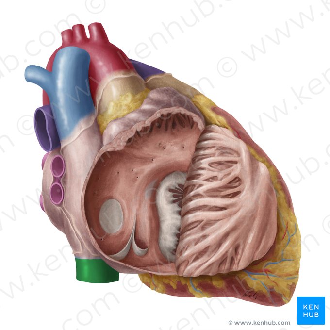 Inferior vena cava (Vena cava inferior); Image: Yousun Koh