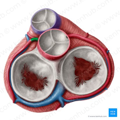 Left coronary artery (Arteria coronaria sinistra); Image: Yousun Koh