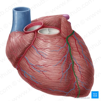 Great cardiac vein (Vena cardiaca magna); Image: Yousun Koh