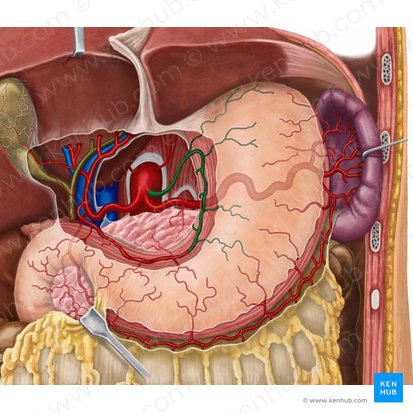 Left gastric artery (Arteria gastrica sinistra); Image: Irina Münstermann